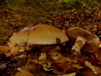 Cortinarius largus 1, Bruine kleibosgordijnzwam, Saxifraga-Jan van der Straaten