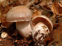 Cortinarius largus 2, Bruine kleibosgordijnzwam, Saxifraga-Jan van der Straaten