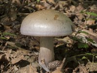 Cortinarius lepidopus