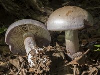 Cortinarius lepidopus 3, Saxifraga-Willem van Kruijsbergen