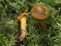 Cortinarius malicorius