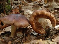 Cortinarius mucifluus, Slimy Webcap