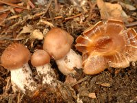 Cortinarius mucosus, Orange Webcap