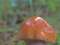 Cortinarius muscigenus