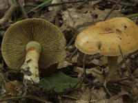 Cortinarius nanceiensis 1, Saxifraga-Willem van Kruijsbergen