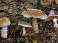 Cortinarius ophiopus 1, Saxifraga-Lucien Rommelaars