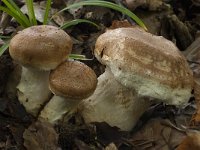 Cortinarius ophiopus 2, Saxifraga-Willem van Kruijsbergen