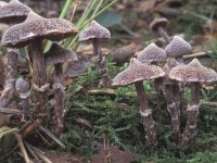 Cortinarius paleaceus 1, Gewone pelargoniumgordijnzwam, Saxifraga-Jan van der Straten