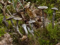 Cortinarius paleifer