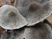 Cortinarius paleifer 12, Paarse pelargoniumgordijnzwam, Saxifraga-Luuk Vermeer (2)