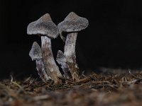 Cortinarius paleifer 4, Paarse pelargoniumgordijnzwam, Saxifraga-Luuk Vermeer