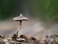 Cortinarius paleifer 5, Paarse pelargoniumgordijnzwam, Saxifraga-Luuk Vermeer