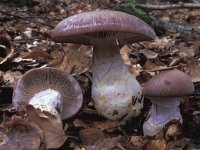 Cortinarius praestans, Goliath Webcap