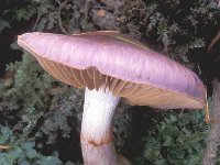 Cortinarius salor 1, Slijmige paarssteelgordijnzwam, Saxifraga-Jan de Laat