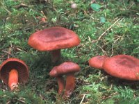 Cortinarius sanguineus 1, Bloedrode gordijnzwam, Saxifraga-Jan van der Straten