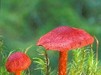 Cortinarius sanguineus 2, Bloedrode gordijnzwam, Saxifraga-Jan de Laat