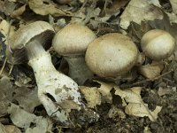 Cortinarius saturninus 1, Kousevoetgordijnzwam, Saxifraga-Willem van Kruijsbergen