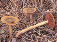 Cortinarius semisanguineus 2, Pagemantel, Saxifraga-Jan de Laat