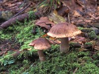 Cortinarius torvus