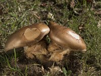 Cortinarius triumphans 1, Prachtgordijnzwam, Saxifraga-Willem van Kruijsbergen