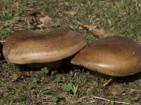 Cortinarius triumphans 2, Prachtgordijnzwam, Saxifraga-Willem van Kruijsbergen