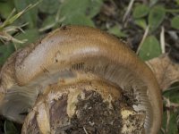 Cortinarius triumphans 4, Prachtgordijnzwam, Saxifraga-Willem van Kruijsbergen