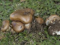 Cortinarius triumphans 5, Prachtgordijnzwam, Saxifraga-Willem van Kruijsbergen