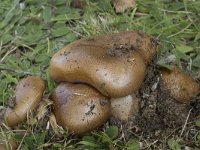 Cortinarius triumphans 6, Prachtgordijnzwam, Saxifraga-Willem van Kruijsbergen