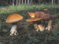 Cortinarius varius, Contrary Webcap