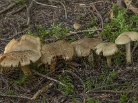 Cortinarius venetus