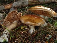 Cortinarius vibratilis