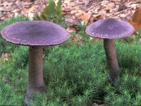 Cortinarius violaceus, Violet Webcap