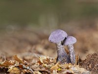 Cortinarius violaceus 12, Violette Gordijnzwam, Saxifraga-Luuk Vermeer