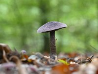 Cortinarius violaceus 15, Violette gordijnzwam, Saxifraga-Luuk Vermeer