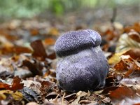 Cortinarius violaceus 17, Violette gordijnzwam, Saxifraga-Luuk Vermeer