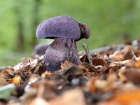 Cortinarius violaceus 18, Violette gordijnzwam, Saxifraga-Luuk Vermeer