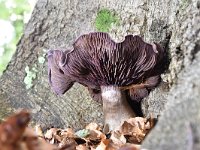 Cortinarius violaceus 20, Violette gordijnzwam, Saxifraga-Luuk Vermeer