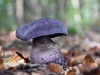 Cortinarius violaceus 21, Violette gordijnzwam, Saxifraga-Luuk Vermeer