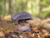 Cortinarius violaceus 5, Violette Gordijnzwam, Saxifraga-Luuk Vermeer