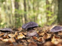 Cortinarius violaceus 6, Violette Gordijnzwam, Saxifraga-Luuk Vermeer