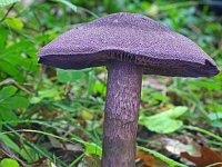 Cortinarius violaceus sp violaceus 3, Saxifraga-Lucien Rommelaars