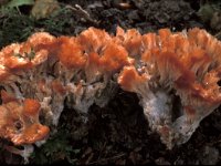 Cotylidia pannosa, Woolly Rosette