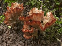 Cotylidia pannosa 2, Bundelkorsttrechtertje, Saxifraga-Willem van Kruijsbergen