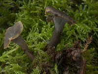 Craterellus cinereus 1, Grijze trechtercantharel, Saxifraga-Willem van Kruijsbergen