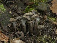 Craterellus cinereus 4, Grijze trechtercantharel, Saxifraga-Willem van Kruijsbergen