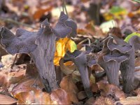 Craterellus cornucopioides, Horn of Plenty