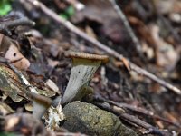 Craterellus cornucopioides 10, Hoorn-van-overvloed, Saxifraga-Luuk Vermeer