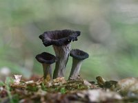 Craterellus cornucopioides 11, Hoorn-van-overvloed, Saxifraga-Luuk Vermeer