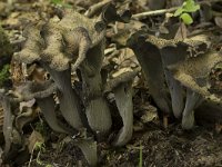 Craterellus cornucopioides 12, Hoorn-van-overvloed, Saxifraga-Willem van Kruijsbergen