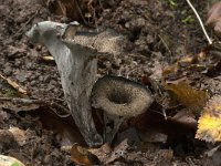 Craterellus cornucopioides 2, Hoorn-van-overvloed, Saxifraga-Willem van Kruijsbergen